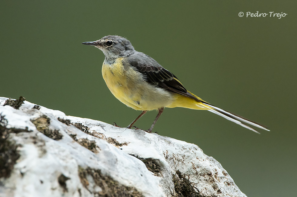 Lavandera cascadeña (Motacilla cinerea)